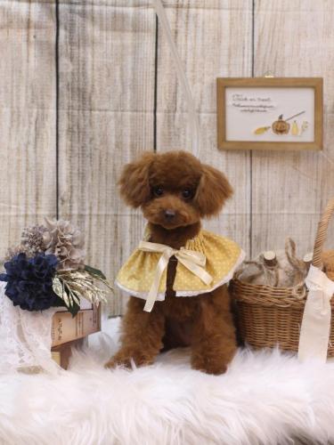 20241012ハニーちゃん